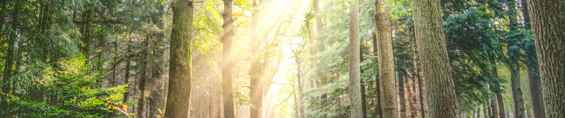 Grounded Life Psychology - Spotswood Psychologist Melbourne